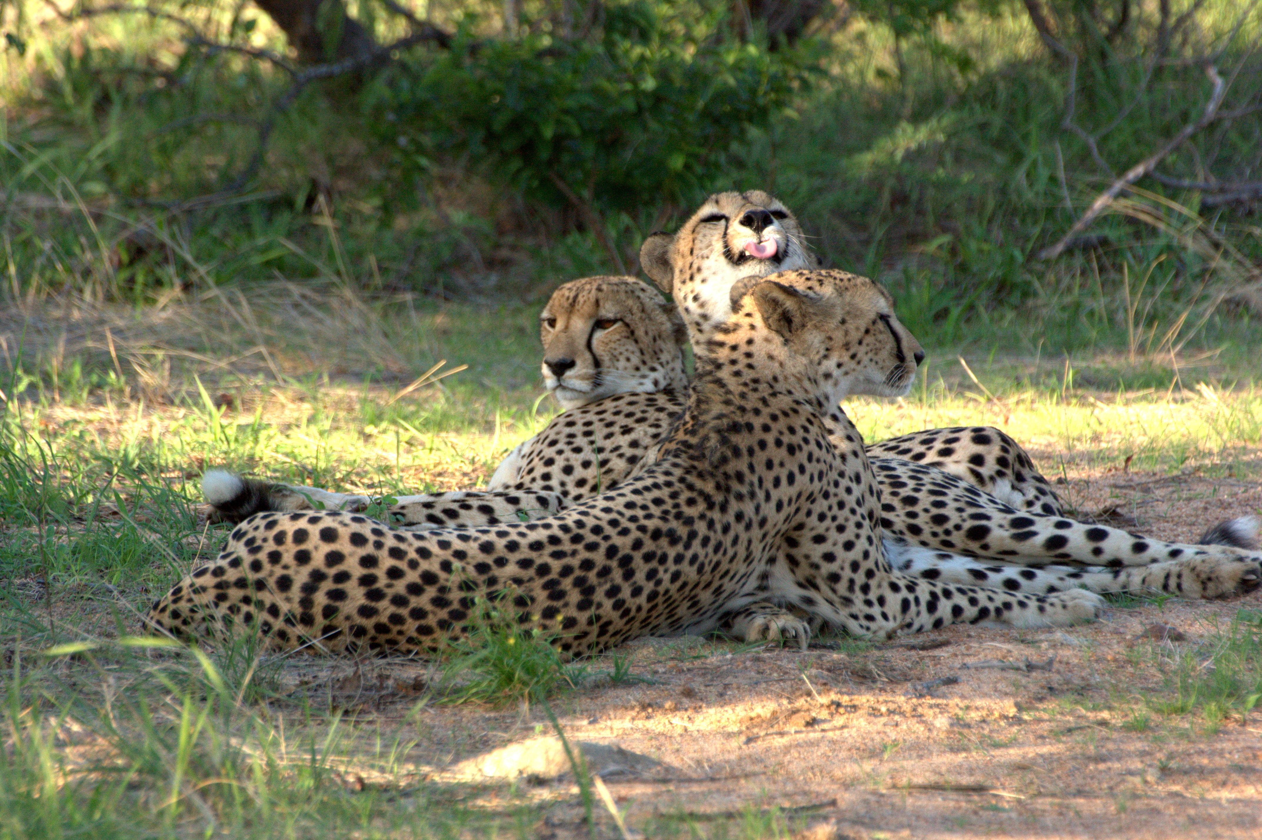 Karongwe Portfolio- Shiduli Private Game Lodge Karongwe Game Reserve Luaran gambar
