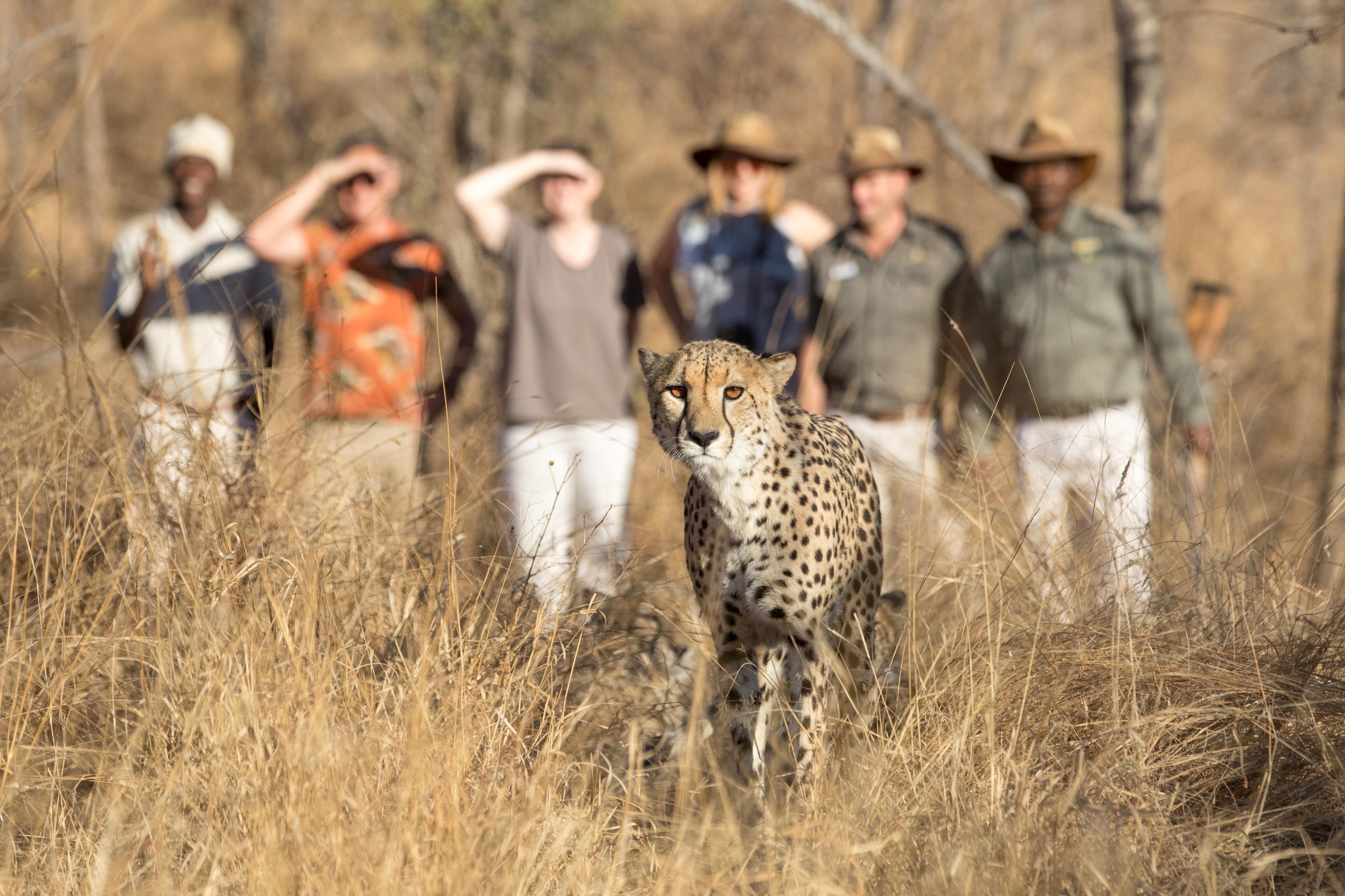 Karongwe Portfolio- Shiduli Private Game Lodge Karongwe Game Reserve Luaran gambar