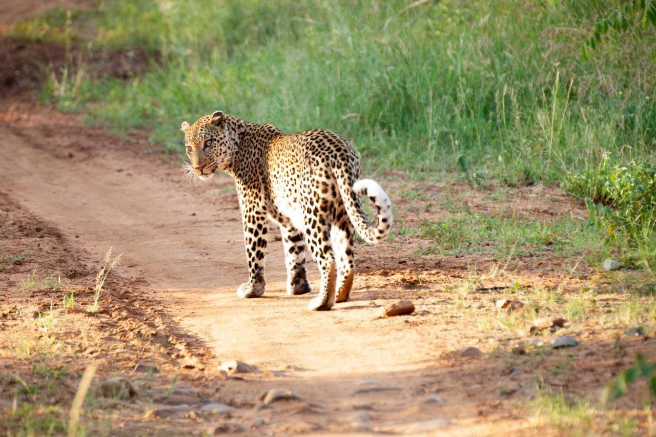 Karongwe Portfolio- Shiduli Private Game Lodge Karongwe Game Reserve Luaran gambar