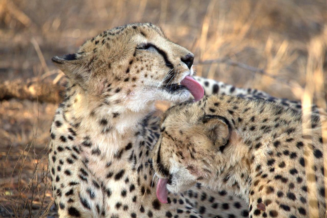 Karongwe Portfolio- Shiduli Private Game Lodge Karongwe Game Reserve Luaran gambar