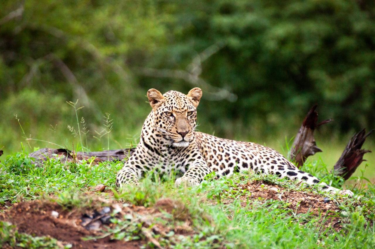 Karongwe Portfolio- Shiduli Private Game Lodge Karongwe Game Reserve Luaran gambar