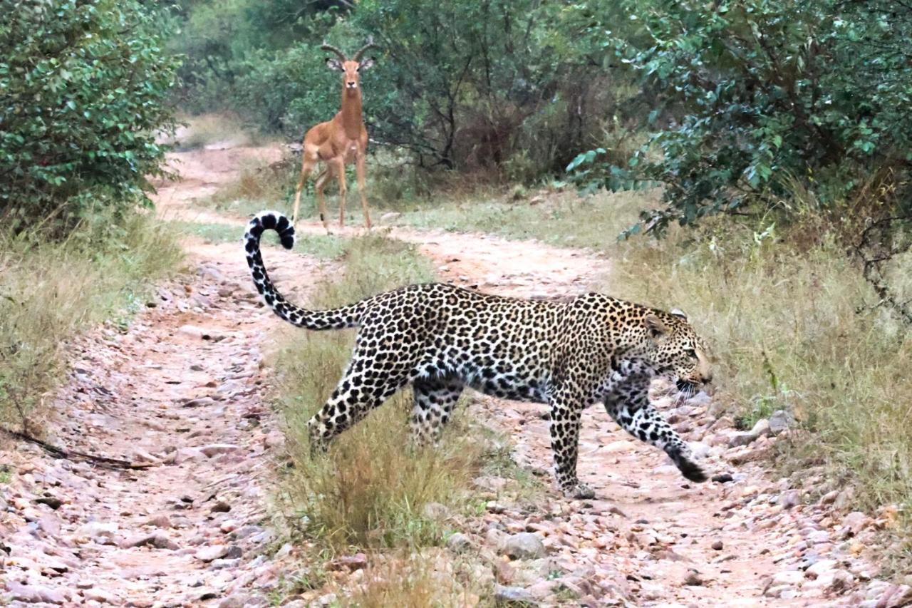 Karongwe Portfolio- Shiduli Private Game Lodge Karongwe Game Reserve Luaran gambar