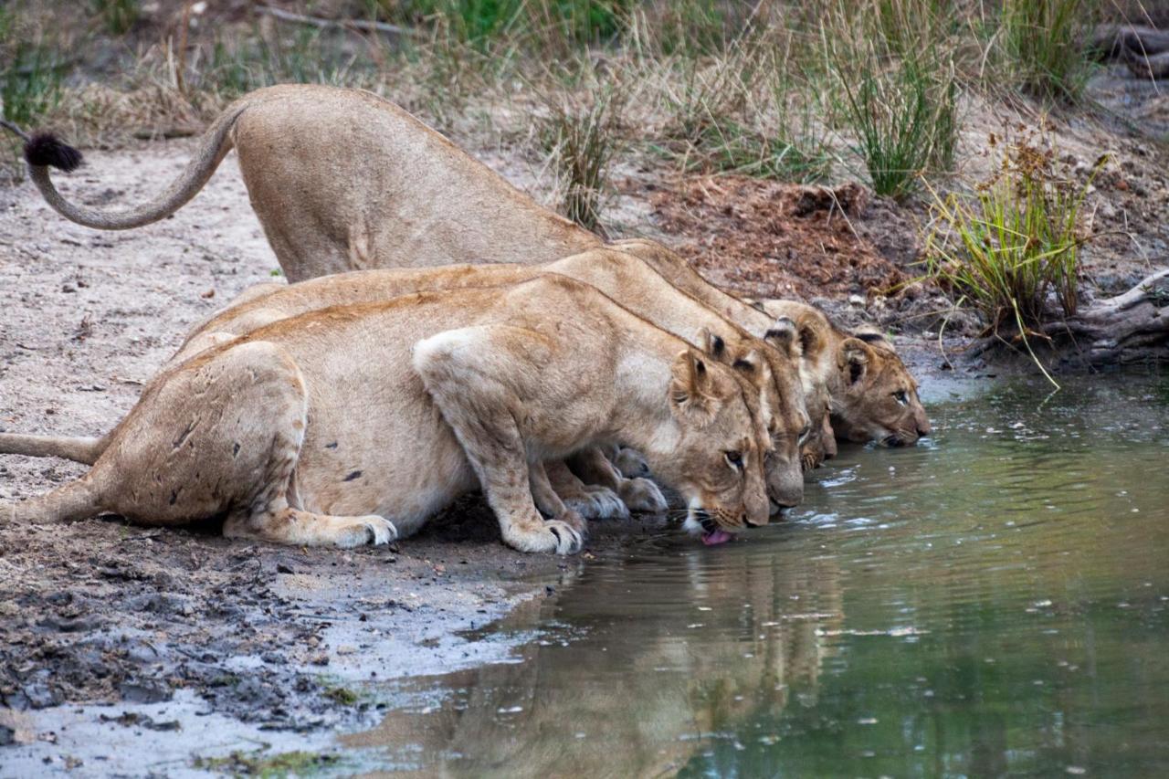 Karongwe Portfolio- Shiduli Private Game Lodge Karongwe Game Reserve Luaran gambar