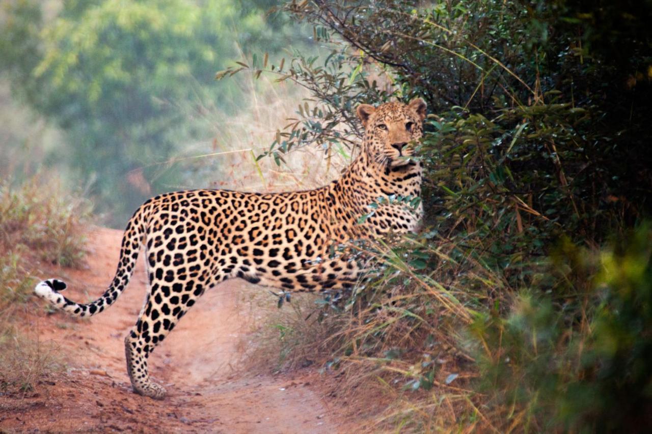 Karongwe Portfolio- Shiduli Private Game Lodge Karongwe Game Reserve Luaran gambar