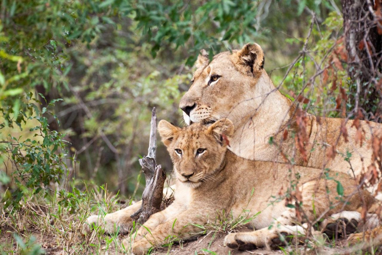 Karongwe Portfolio- Shiduli Private Game Lodge Karongwe Game Reserve Luaran gambar