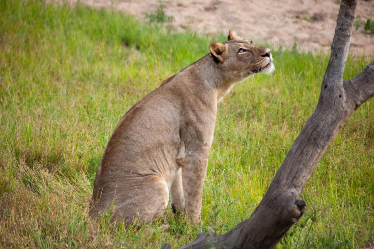 Karongwe Portfolio- Shiduli Private Game Lodge Karongwe Game Reserve Luaran gambar
