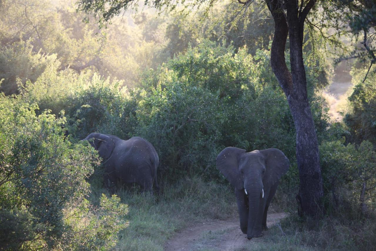 Karongwe Portfolio- Shiduli Private Game Lodge Karongwe Game Reserve Luaran gambar