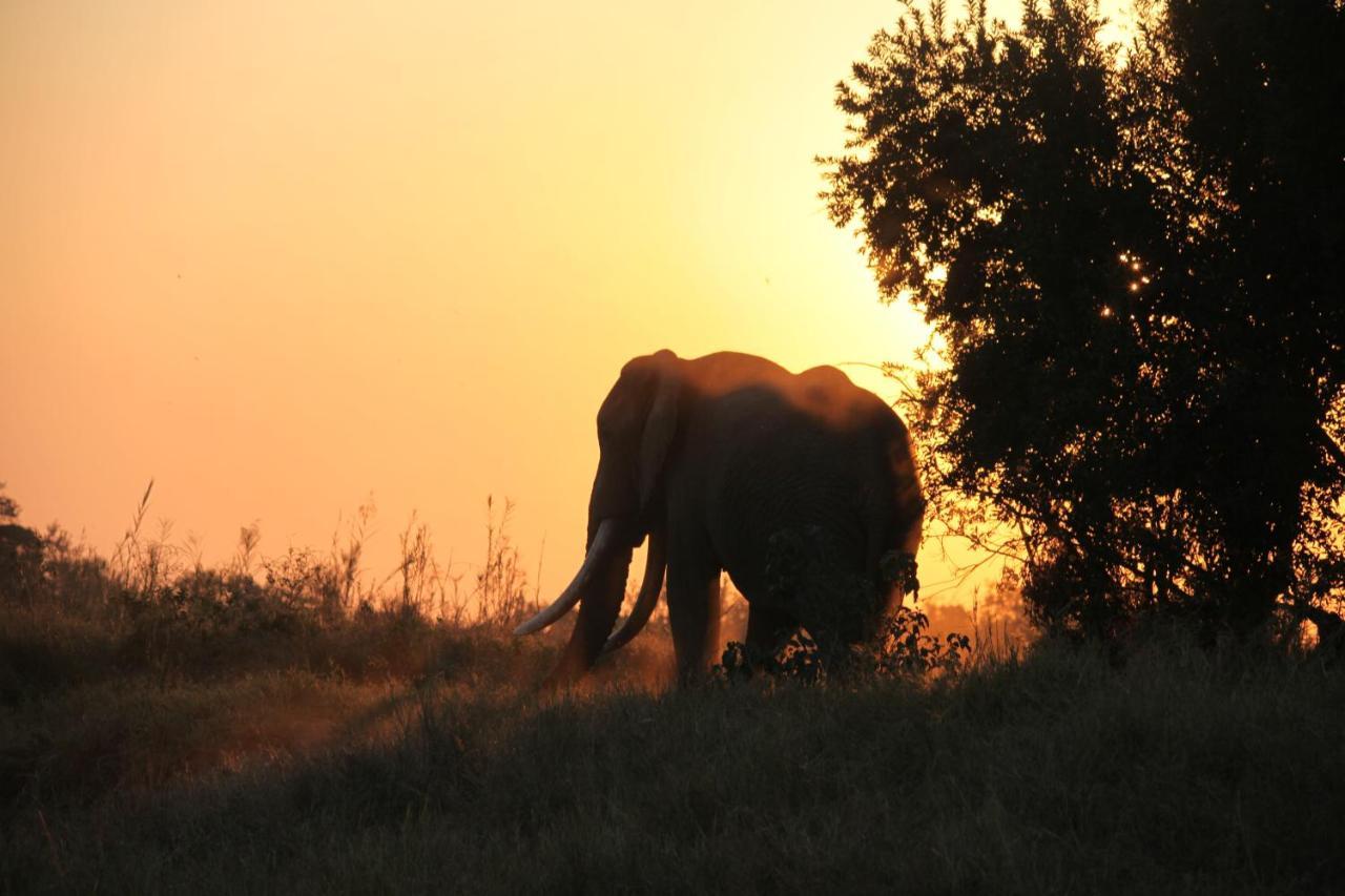 Karongwe Portfolio- Shiduli Private Game Lodge Karongwe Game Reserve Luaran gambar