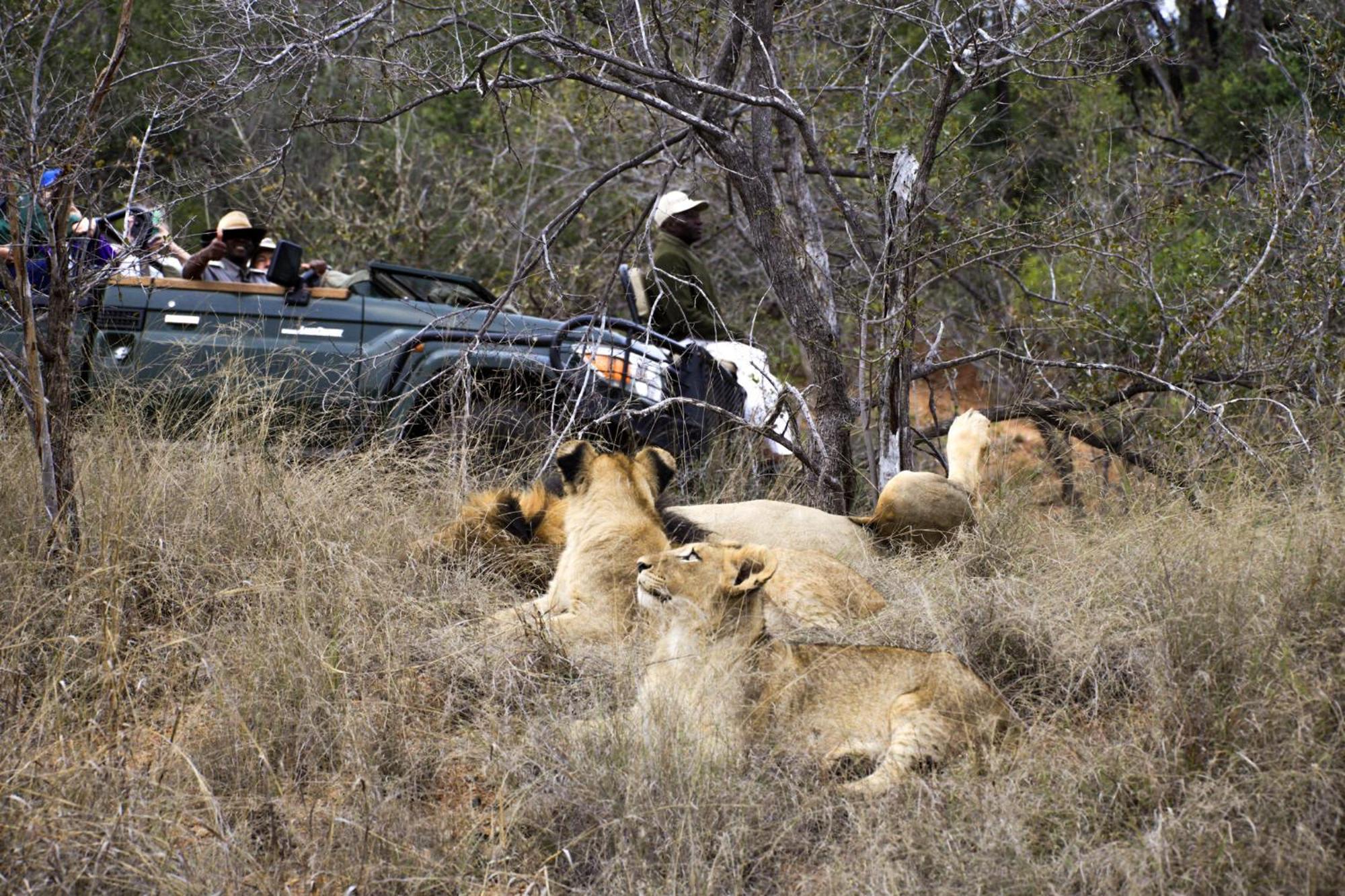 Karongwe Portfolio- Shiduli Private Game Lodge Karongwe Game Reserve Luaran gambar