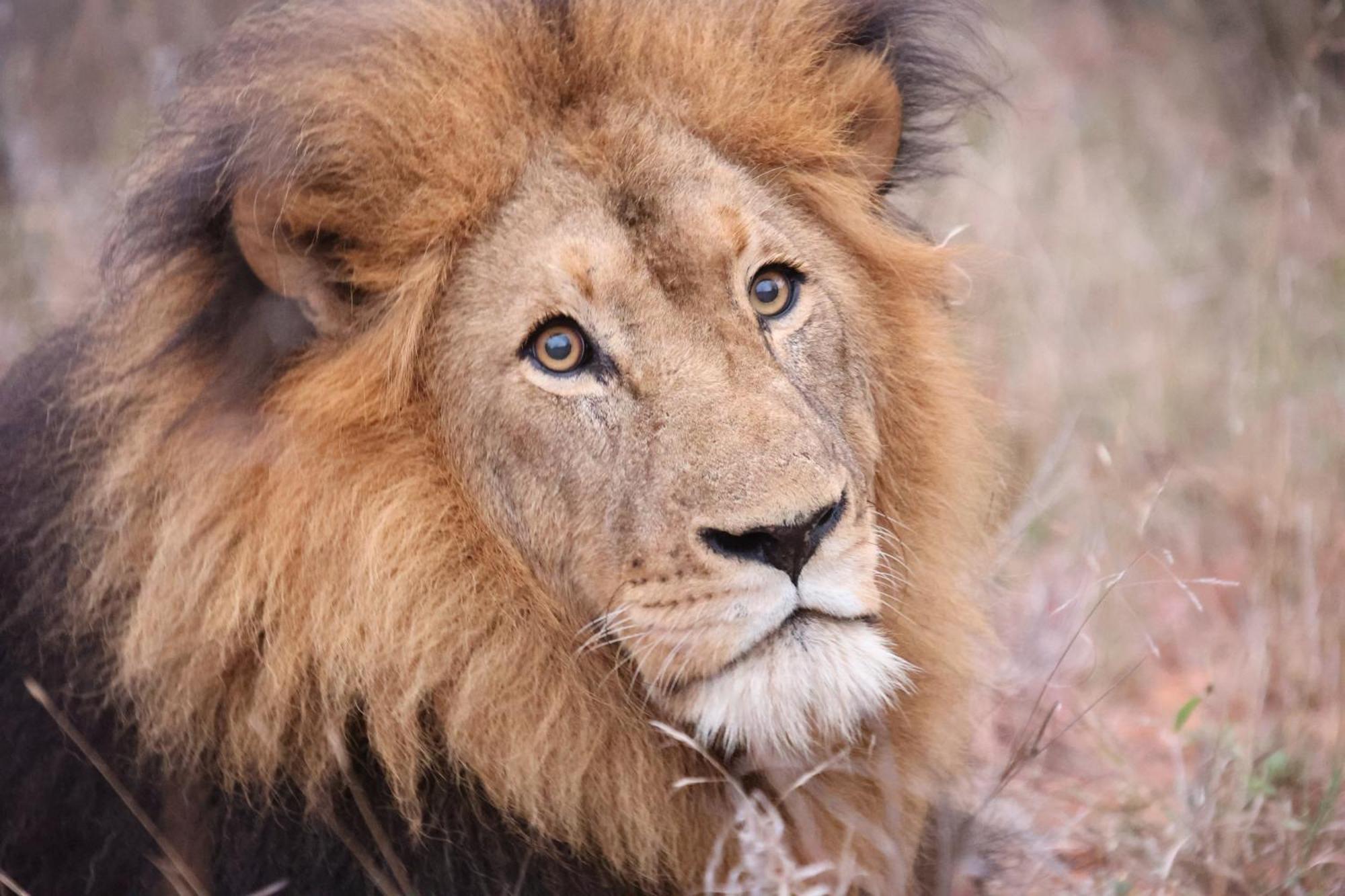 Karongwe Portfolio- Shiduli Private Game Lodge Karongwe Game Reserve Luaran gambar