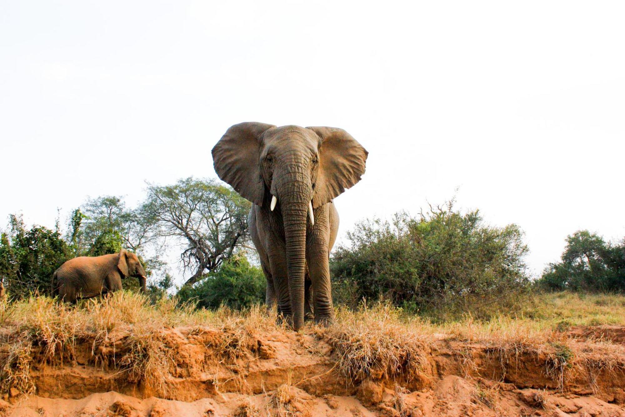 Karongwe Portfolio- Shiduli Private Game Lodge Karongwe Game Reserve Luaran gambar